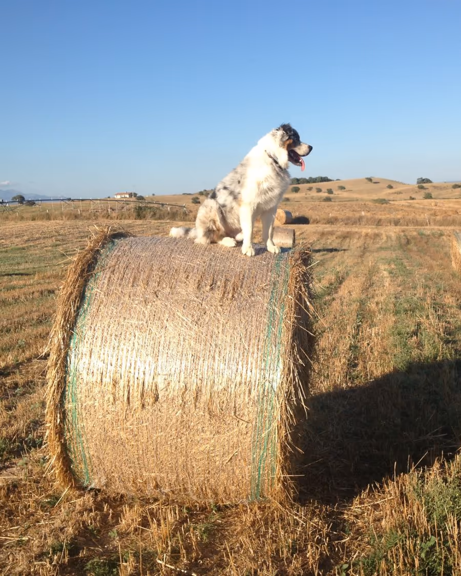 Il nostro cane seduto su una balla di fieno nei campi