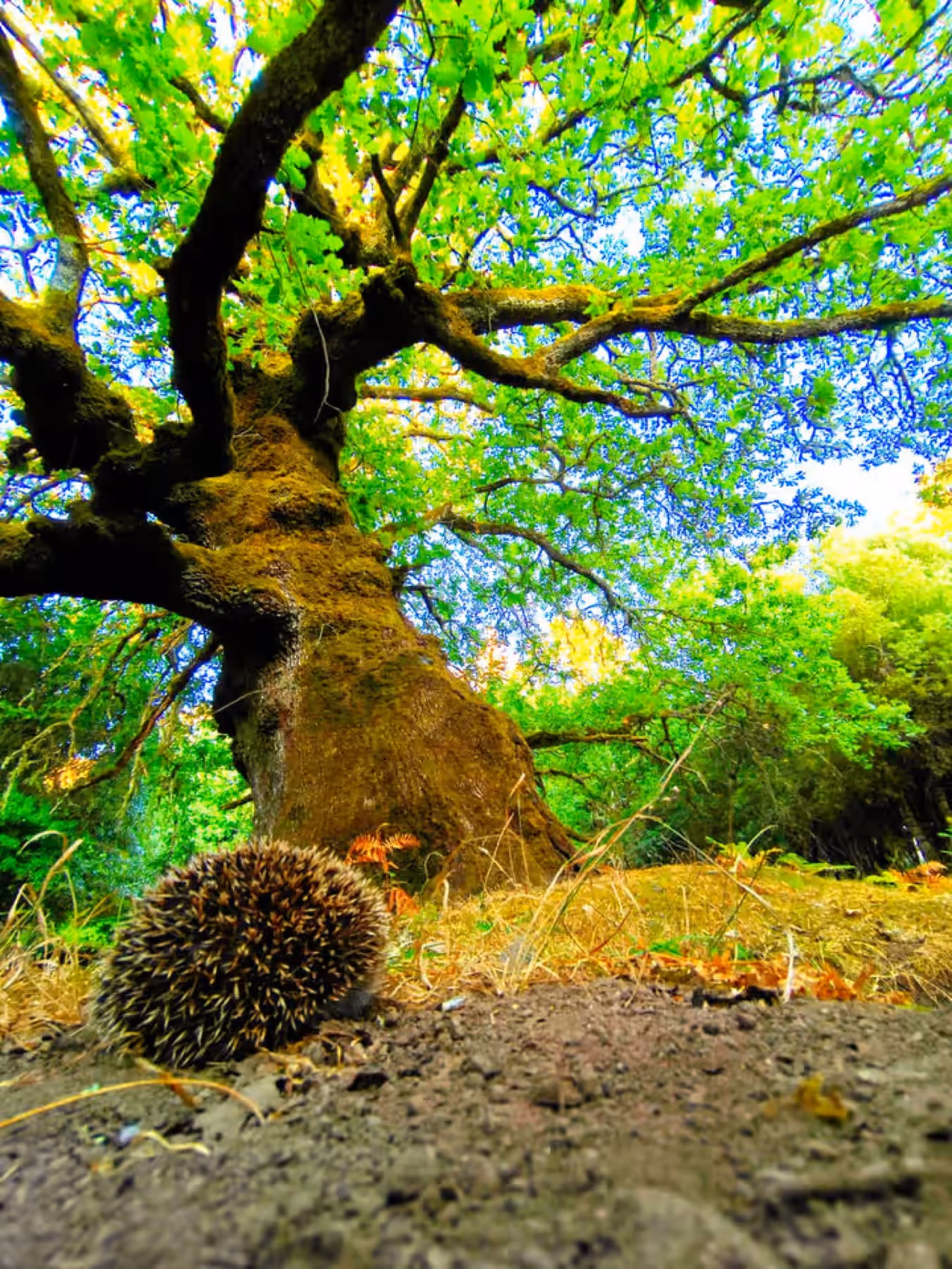 Un riccio ai piedi di un grande albero nel bosco