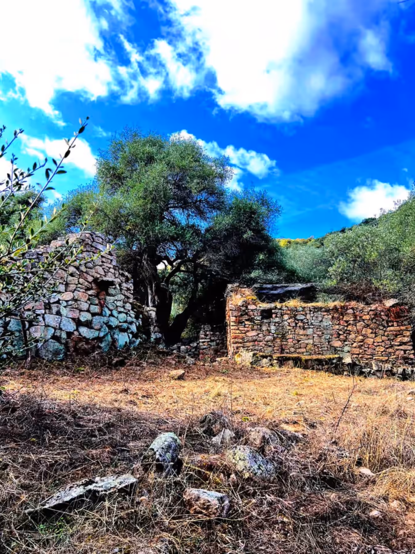 Rovine in pietra di un villaggio abbandonato tra gli alberi