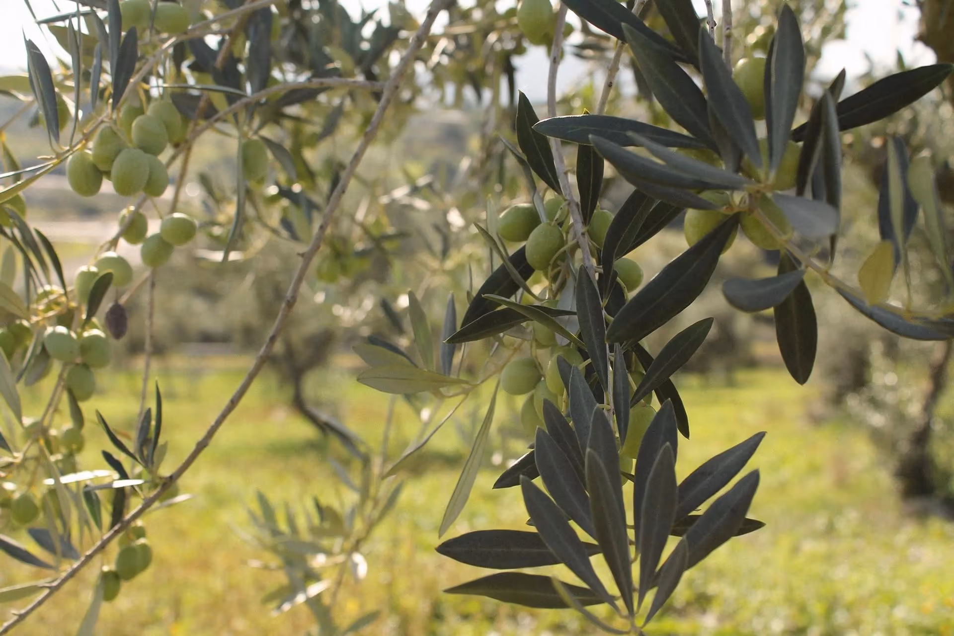 Ulivi delle Tenute Agricole Pericu, Ozieri, Logudoro