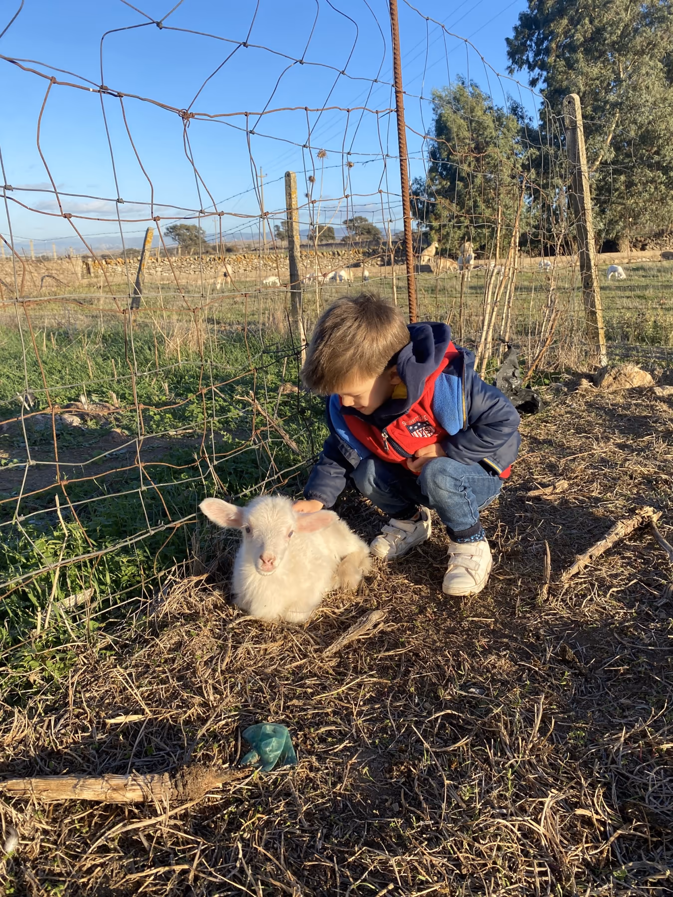 Con una pecora sulla paglia