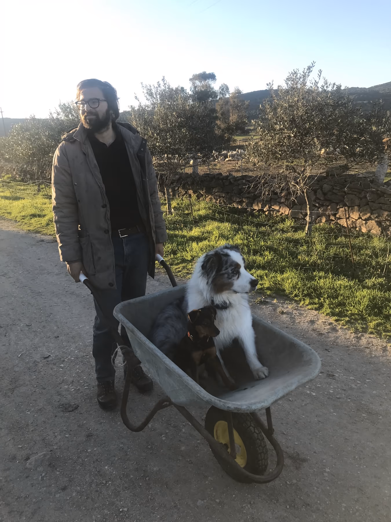Un uomo spinge una carriola con dentro un cane