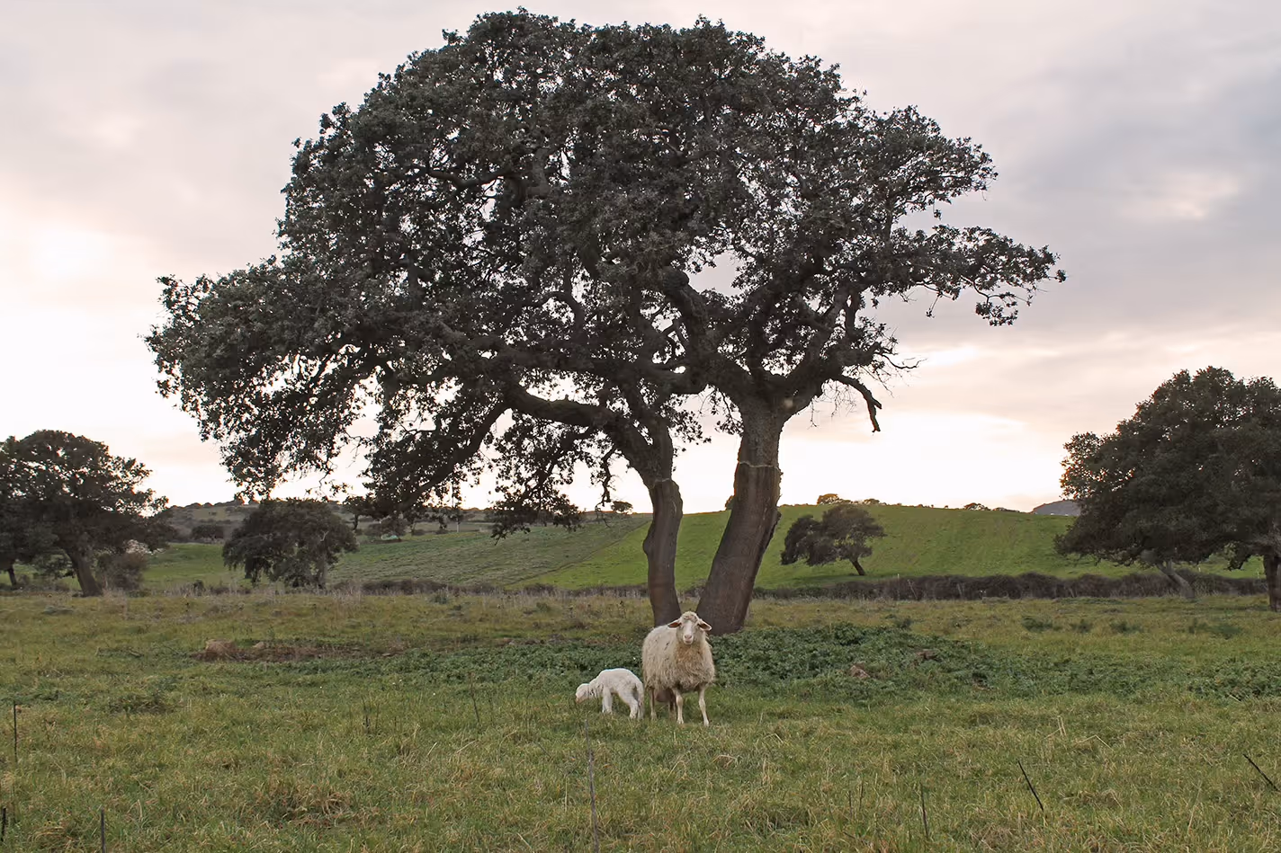 Quercia e pecore al pascolo nel Logudoro