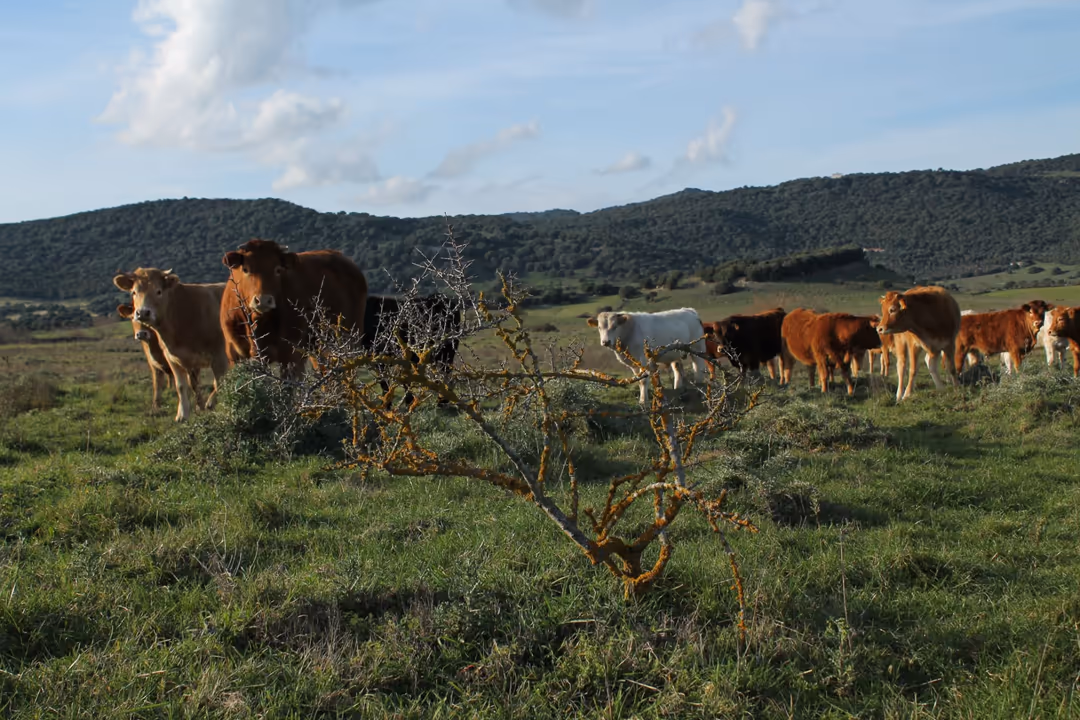 Le mucche al pascolo sulle colline del Logudoro