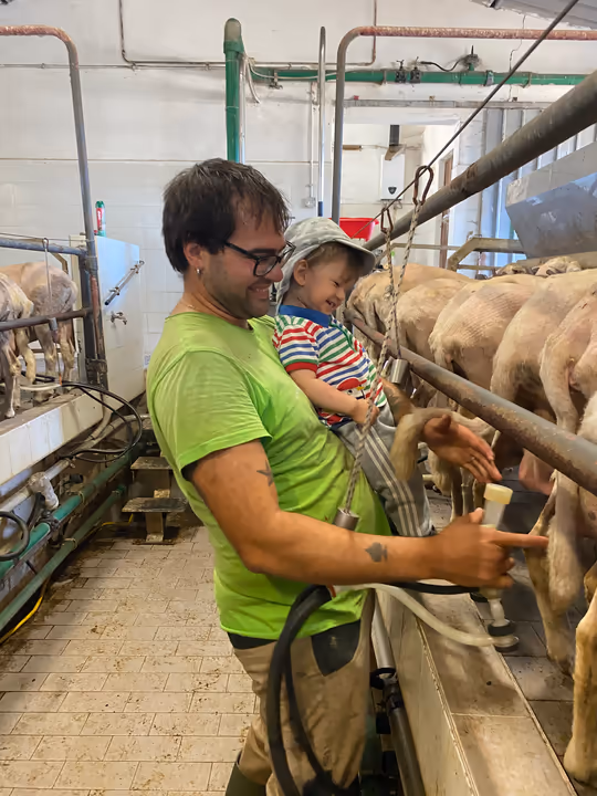 Un papà con il suo bambino durante la mungitura delle pecore