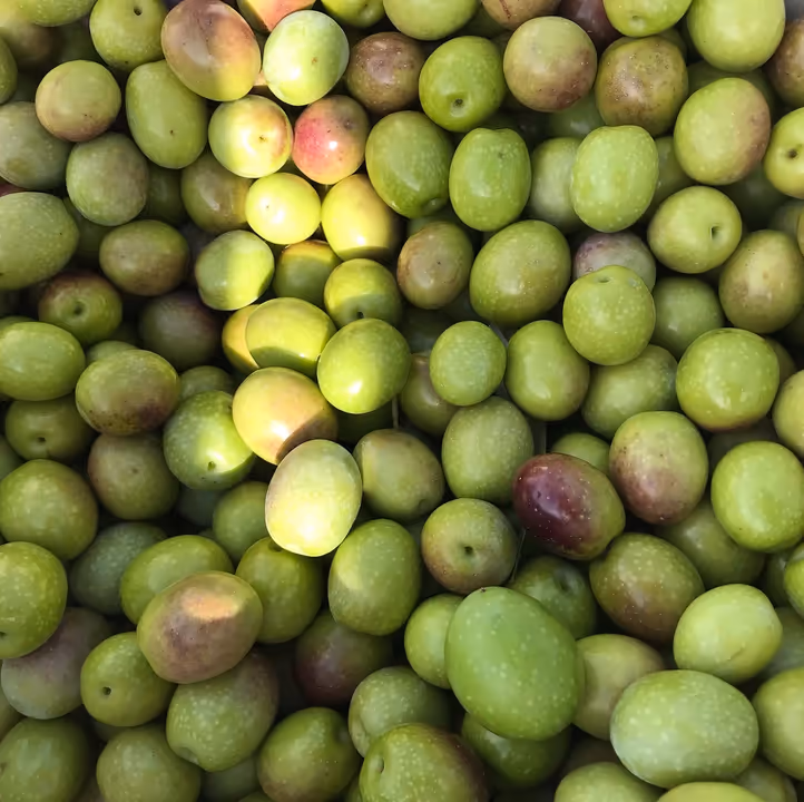 Olive appena raccolte