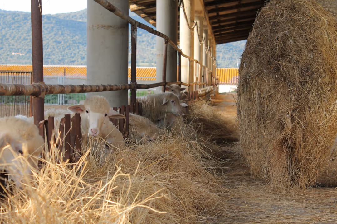 Le pecore mangiano il fieno nella stalla