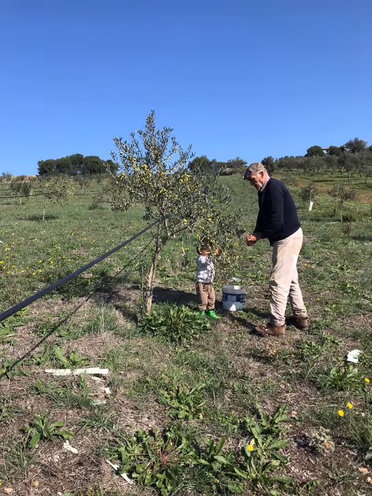 Nonno e nipote raccolgono le olive