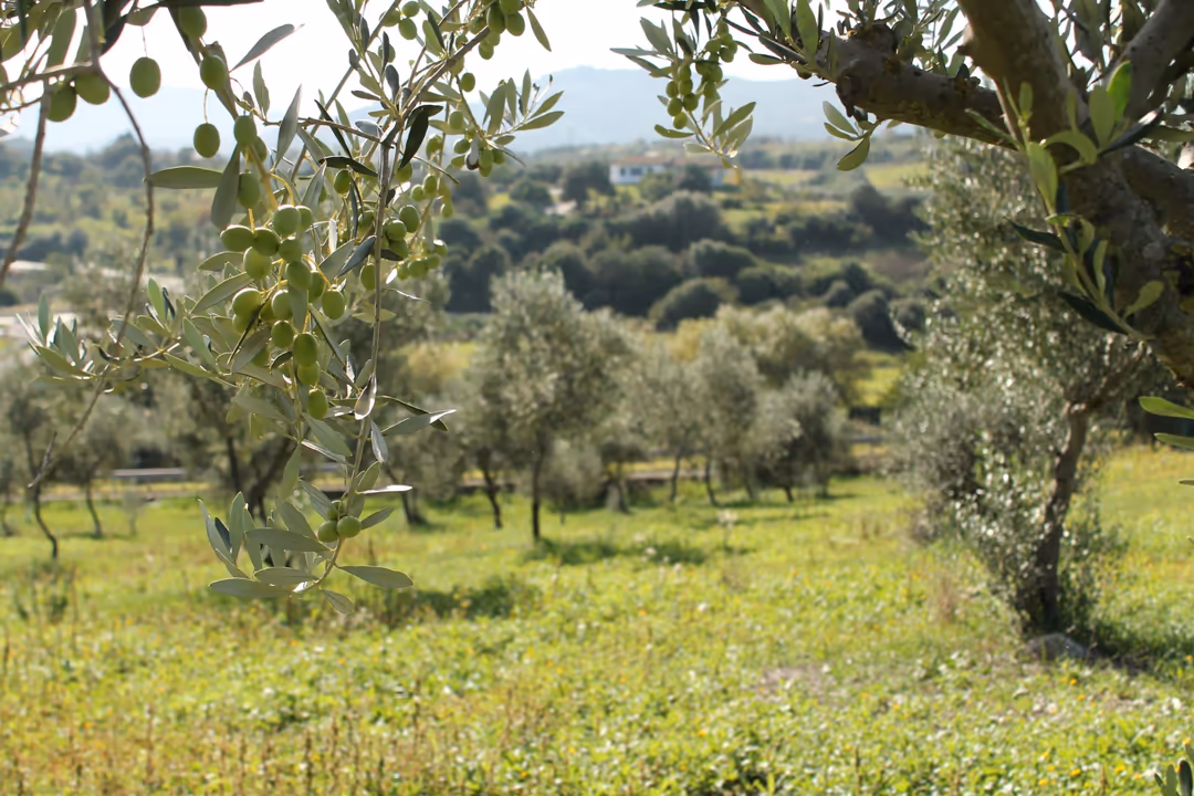 Rami carichi di olive nell'uliveto della tenuta