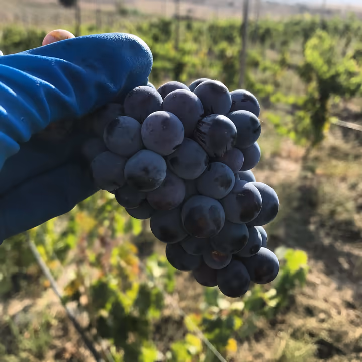 Un grappolo d'uva nera appena raccolto nella vigna
