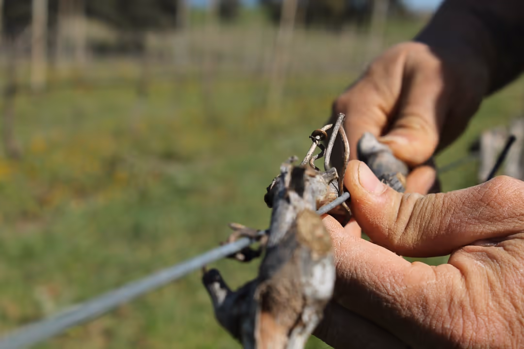 Mani al lavoro tra i filari della vigna